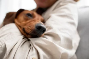 Como funciona a cremação de animais após a despedida