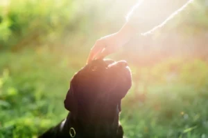 Memorial pet com cachorro recebendo carinho ao ar livre em um momento de afeto e despedida.